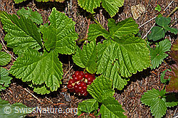 Steinbeere (Rubus saxatilis) (08.08.2021, F190729)