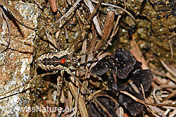 Gemeiner Gebirgsweberknecht (Mitopus morio) (F190733) Gemeiner Gebirgsweberknecht (Mitopus morio) (F190733)