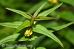 Wald-Wachtelweizen (Melampyrum sylvaticum) (F190744)