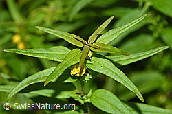 Wald-Wachtelweizen (Melampyrum sylvaticum) (F190746)