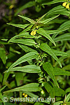 Wald-Wachtelweizen (Melampyrum sylvaticum) (F190748)