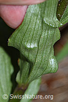 Braunrote Sumpfwurz (Epipactis atrorubens) (F190751)