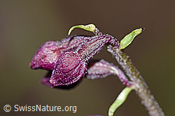 Braunrote Sumpfwurz (Epipactis atrorubens) (F190752)
