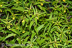 Wald-Wachtelweizen (Melampyrum sylvaticum) (F190755)