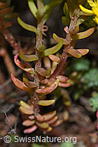 Foto: Felsen-Mauerpfeffer (Sedum rupestre)