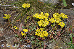Foto: Felsen-Mauerpfeffer (Sedum rupestre)