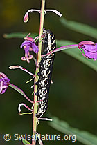 Wald-Weidenröschen (Epilobium angustifolium)