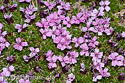 Silene acaulis (F191523)