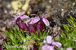 Silene acaulis (F191525)
