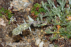 Ährige Edelraute (Artemisia genipi) (F191529) Ährige Edelraute (Artemisia genipi) (F191529)