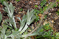 Ährige Edelraute (Artemisia genipi) (F191530) Ährige Edelraute (Artemisia genipi) (F191530)
