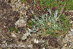 Ährige Edelraute (Artemisia genipi) (F191532) Ährige Edelraute (Artemisia genipi) (F191532)