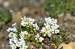Kurzstängelige Gämskresse (Pritzelago alpina ssp. brevicaulis) (F191533) Kurzstängelige Gämskresse (Pritzelago alpina ssp. brevicaulis) (F191533)