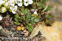 Kurzstängelige Gämskresse (Pritzelago alpina ssp. brevicaulis) (F191535) Kurzstängelige Gämskresse (Pritzelago alpina ssp. brevicaulis) (F191535)
