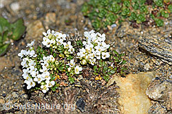 Kurzstängelige Gämskresse (Pritzelago alpina ssp. brevicaulis) (F191538) Kurzstängelige Gämskresse (Pritzelago alpina ssp. brevicaulis) (F191538)
