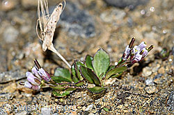 Bläuliche Gänsekresse (Arabis caerulea) (F191539)