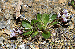 Bläuliche Gänsekresse (Arabis caerulea) (F191540)