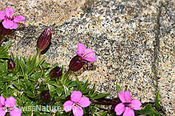 Kalk-Polsternelke (Silene acaulis) (08.2021, F191548)