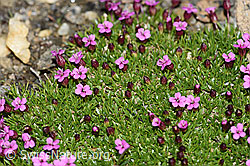 Kalk-Polsternelke (Silene acaulis) (08.2021, F191551)