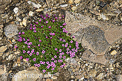 Kalk-Polsternelke (Silene acaulis) (08.2021, F191553)