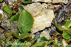 Kraut-Weide (Salix herbacea) (F191554)
