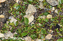Kraut-Weide (Salix herbacea) (F191557)