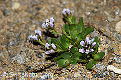 Bläuliche Gänsekresse (Arabis caerulea) (F191566)