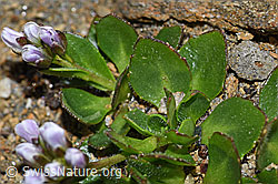 Bläuliche Gänsekresse (Arabis caerulea) (F191567)