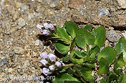 Bläuliche Gänsekresse (Arabis caerulea) (F191568)