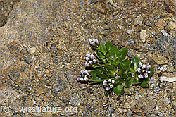 Bläuliche Gänsekresse (Arabis caerulea) (F191571)
