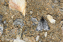 Orenaia lugubralis (Zünsler) (F191578) Orenaia lugubralis (Zünsler) (F191578)