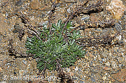 Ährige Edelraute (Artemisia genipi) (F191607) Ährige Edelraute (Artemisia genipi) (F191607)
