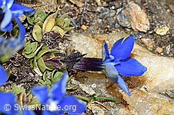Schleichers Enzian (Gentiana schleicheri) (F191609)
