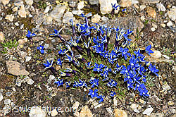 Schleichers Enzian (Gentiana schleicheri) (F191612)