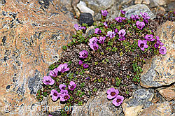 Gegenblättriger Steinbrech (Saxifraga oppositifolia) (F191967) Gegenblättriger Steinbrech (Saxifraga oppositifolia) (F191967)
