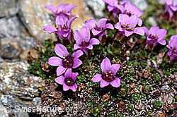 Gegenblättriger Steinbrech (Saxifraga oppositifolia) (F191970) Gegenblättriger Steinbrech (Saxifraga oppositifolia) (F191970)