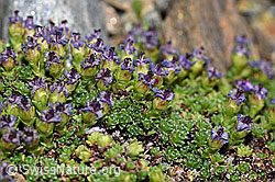 Gegenblättriger Steinbrech (Saxifraga oppositifolia) (F191979) Gegenblättriger Steinbrech (Saxifraga oppositifolia) (F191979)