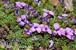 Gegenblättriger Steinbrech (Saxifraga oppositifolia) (F191980) Gegenblättriger Steinbrech (Saxifraga oppositifolia) (F191980)