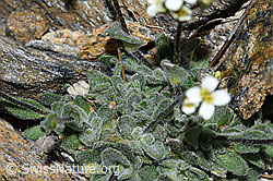 Filziges Hungerblümchen (Draba tomentosa) (08.2021, F191988)