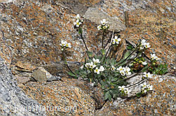 Filziges Hungerblümchen (Draba tomentosa) (08.2021, F191991)