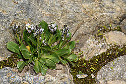 Bläuliche Gänsekresse (Arabis caerulea) (F191994) Bläuliche Gänsekresse (Arabis caerulea) (F191994)