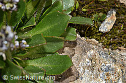 Bläuliche Gänsekresse (Arabis caerulea) (F191998) Bläuliche Gänsekresse (Arabis caerulea) (F191998)
