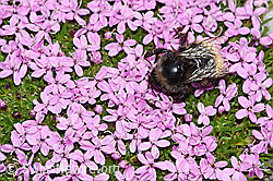 Berglandhummel (Bombus monticola) auf Kalk-Polsternelke (Silene acaulis) (F192006) Berglandhummel (Bombus monticola) auf Kalk-Polsternelke (Silene acaulis) (F192006)