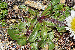 Erigeron uniflorus (F192013)