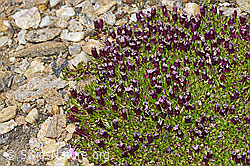 Silene acaulis (F192022)