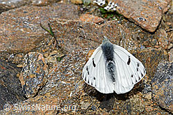 Alpenweissling (Pontia callidice), Männchen (08.2021, F192026)
