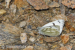 Alpenweissling (Pontia callidice), Männchen (08.2021, F192028)