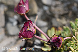 Gletscher-Hahnenfuss (Ranunculus glacialis) (F194500) Gletscher-Hahnenfuss (Ranunculus glacialis) (F194500)