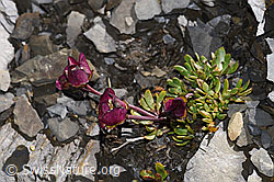 Gletscher-Hahnenfuss (Ranunculus glacialis) (F194507) Gletscher-Hahnenfuss (Ranunculus glacialis) (F194507)