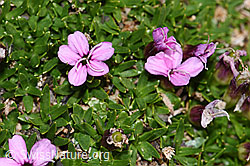 Silene acaulis (F194508)